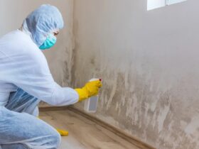 Mold Inspection and Remediation