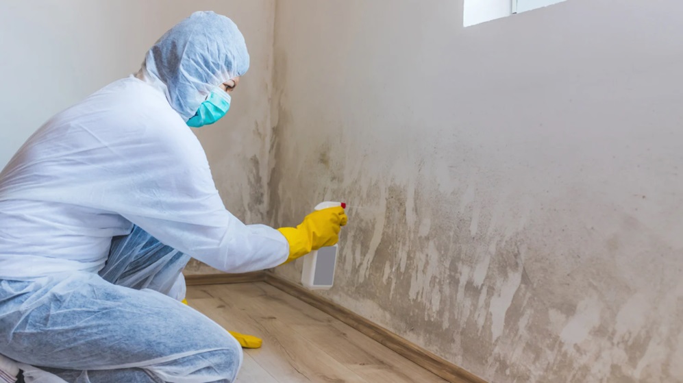 Mold Inspection and Remediation